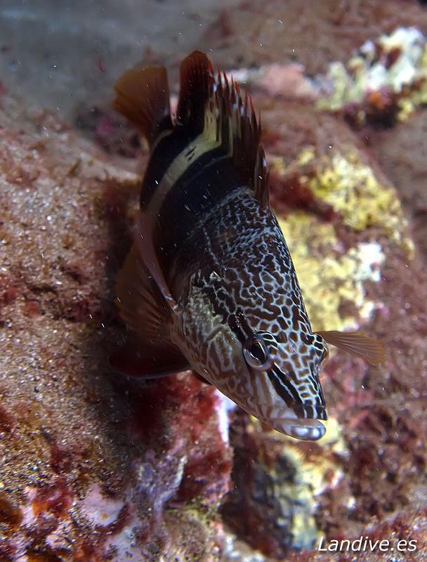 vaquita ( Serranus scriba ).jpg - OLYMPUS DIGITAL CAMERA